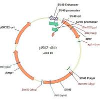 pSV2-dhfr