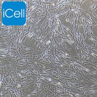 胎盘微血管内皮细胞/免疫荧光鉴定/镜像绮点(Cellverse)