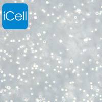 MEG-01 人成巨核细胞白血病细胞/STR鉴定/镜像绮点(Cellverse)