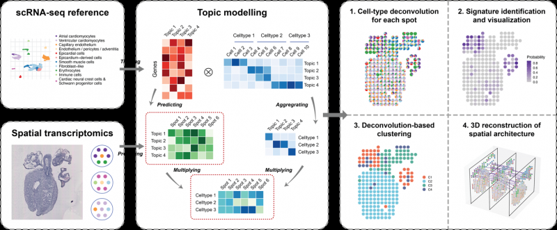 同济大学附属同济医院王晨飞课题组开发空间转录组分析算法 STRIDE