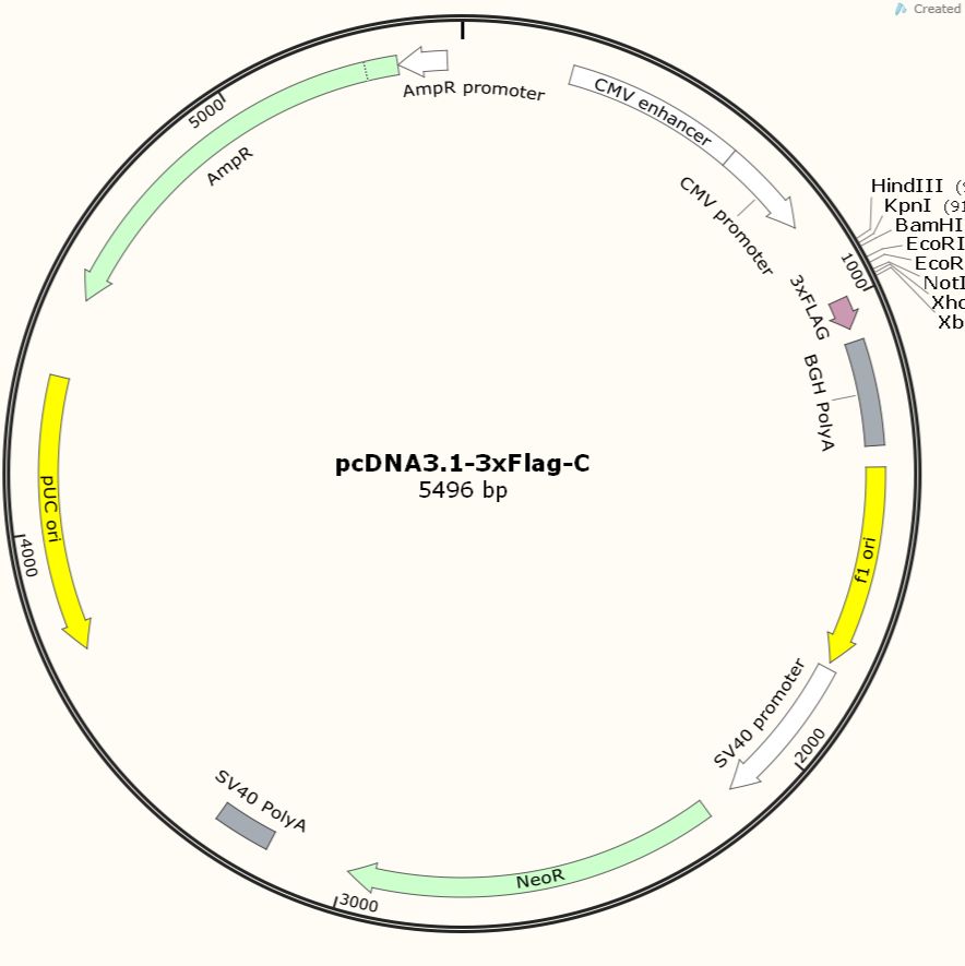 pcDNA3.1-3xFlag-C（3xFlag标签位于C端，N端插基因）