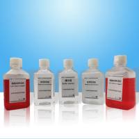 牛血清白蛋白溶液(10% BSA)