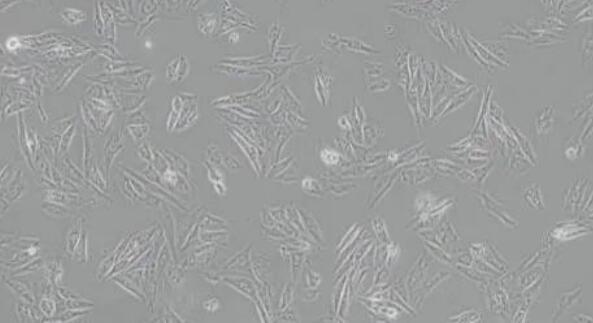 H9c2(2-1)细胞该怎么养？