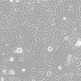 SVHUC1人输尿管上皮永生化细胞(带STR鉴定)