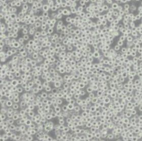 THP1人单核细胞白血病(带STR鉴定)