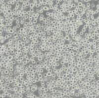 THP1人单核细胞白血病(带STR鉴定)