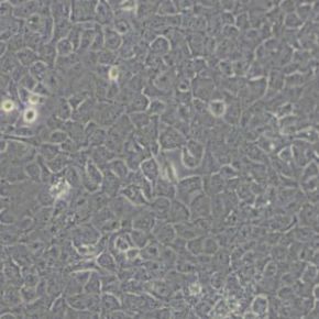 T24人膀胱移行细胞癌细胞(带STR鉴定)
