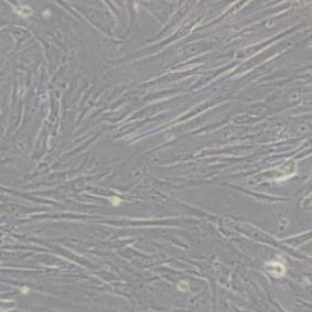 WI38人胚肺细胞(带STR鉴定)