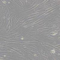 WI38人胚肺细胞(带STR鉴定)