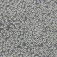 TF1人血液白血病细胞(带STR鉴定)