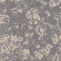 SW480人结肠癌细胞(带STR鉴定)