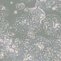 T47D人乳腺管癌细胞(带STR鉴定)