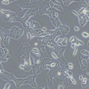 SW620人结肠癌细胞(带STR鉴定)