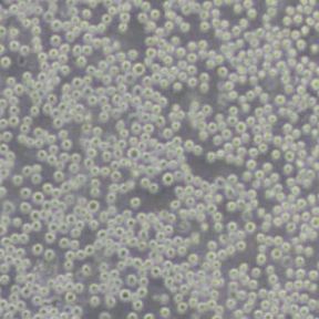 U937人组织细胞淋巴瘤细胞(带STR鉴定)