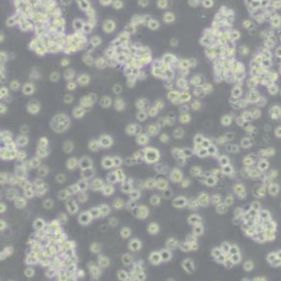 HuT78人T淋巴细胞白血病细胞(带STR鉴定)