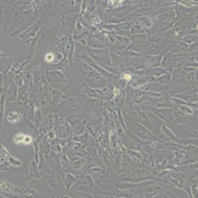 hFOB1.19 人SV40转染成骨细胞(带STR鉴定)