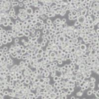 KATO3人胃癌细胞（带STR鉴定）