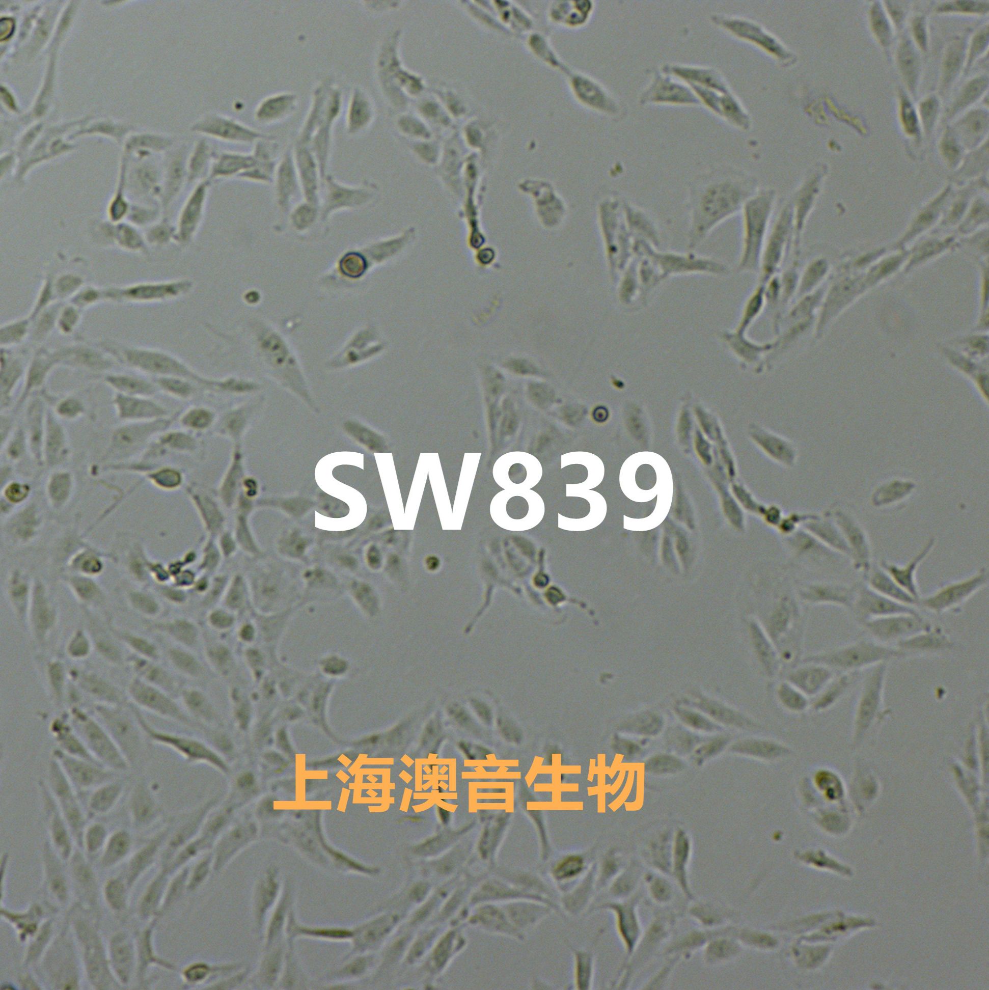 SW839[SW-839; SW 839]人肾癌细胞