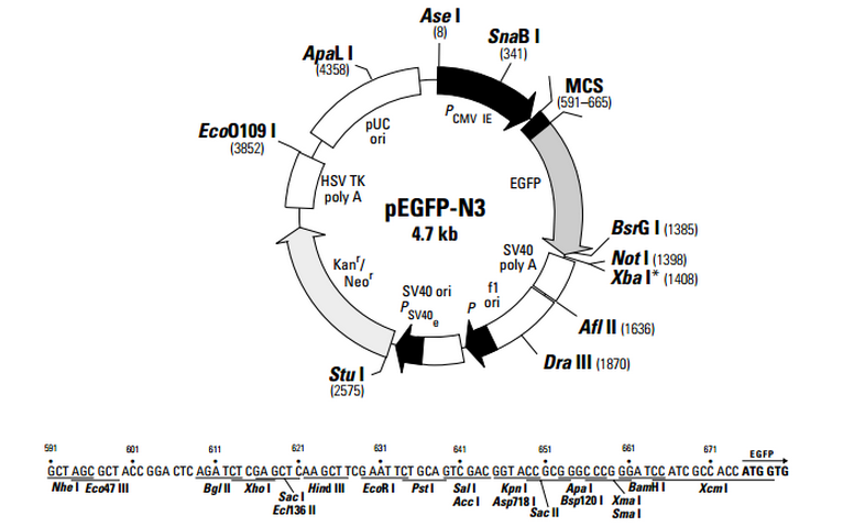pEGFP-N3 哺乳动物细胞表达载体
