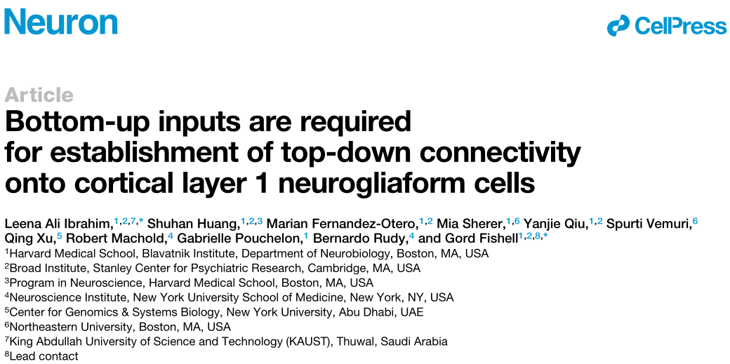 Bottom-up inputs介导皮层 L1的神经胶质样细胞 top-down connectivity