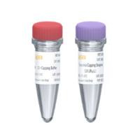 牛痘病毒mRNA加帽酶（mRNA Vaccinia Capping Enzyme GMP