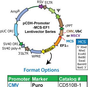pCDH-CMV-MCS-EF1-Hygro
