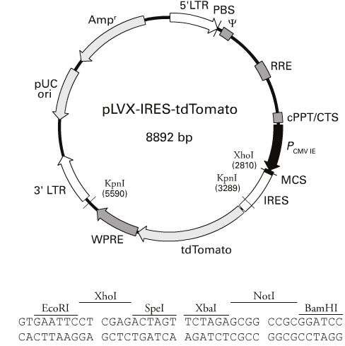 pLVX-IRES-tdTomato