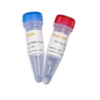 Taq DNA连接酶（Taq DNA Ligase）