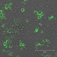 新城疫F蛋白单抗