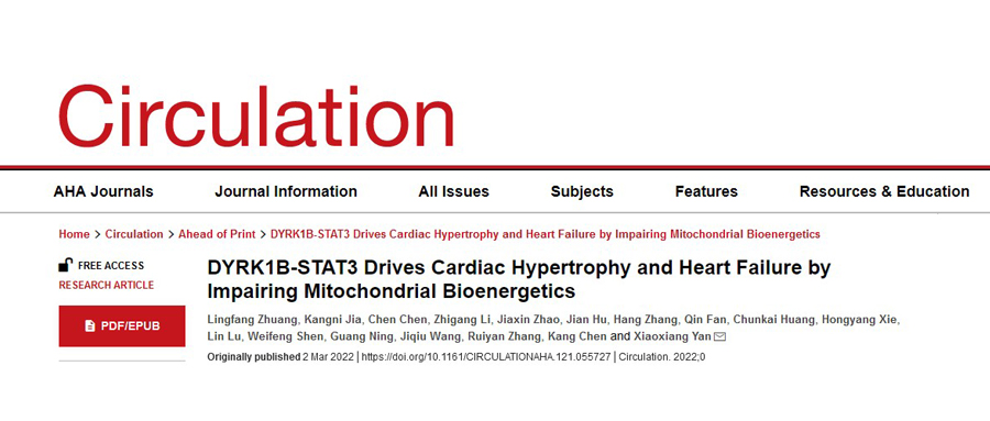 【Circulation】瑞金医院闫小响/陈康/张瑞岩/王计秋教授团队发现蛋白激酶DYRK1B调控心肌能量代谢参与心力衰竭新机制