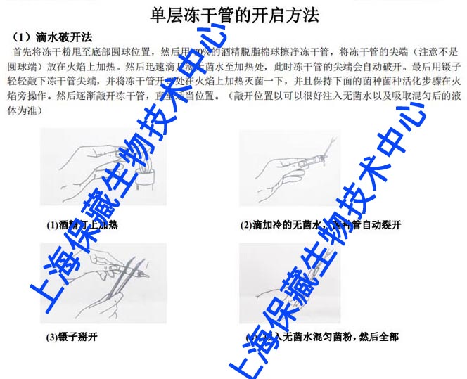 产氨棒杆菌,Corynebacterium ammoniag