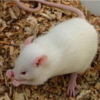 SHR大鼠 高血压大鼠 3-8W 雌/雄