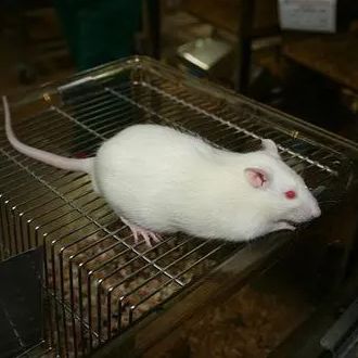 SAMR1小鼠 快速衰老模型对照 3-8w 雌/雄