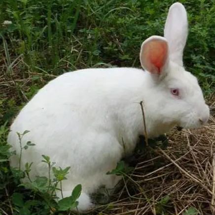 新西兰兔 3kg以上 雌/雄