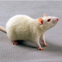 GK大鼠 II型糖尿病 3-8W 雌/雄