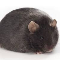 【买十送二】B6-Dio小鼠 12-18w雌/雄