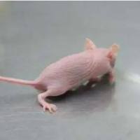 Balb/c-nu 裸鼠 3-8w 雌/雄