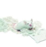 小鼠巢料片,大鼠巢料片(筑巢材料)