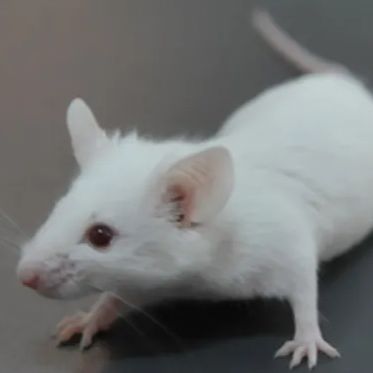 (Balb/c)IL-10-KO小鼠 自发性结肠炎小鼠  3-8w雌/雄
