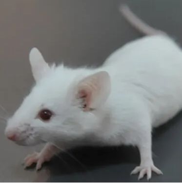 Tau P301S小鼠老年痴呆小鼠 3-8w雌/雄