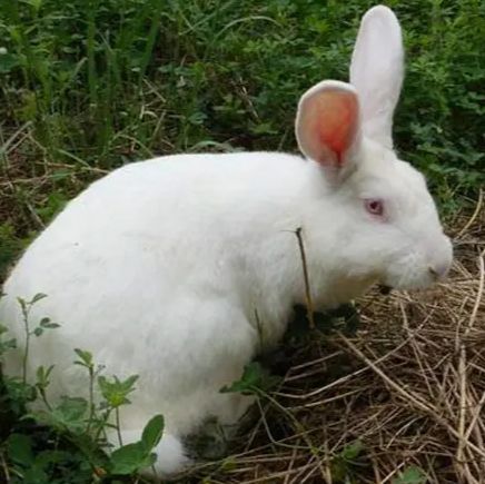 新西兰兔 3kg以下 雌/雄