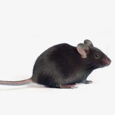 PD-1 KO小鼠 基因敲除小鼠 3-8w 雌/雄
