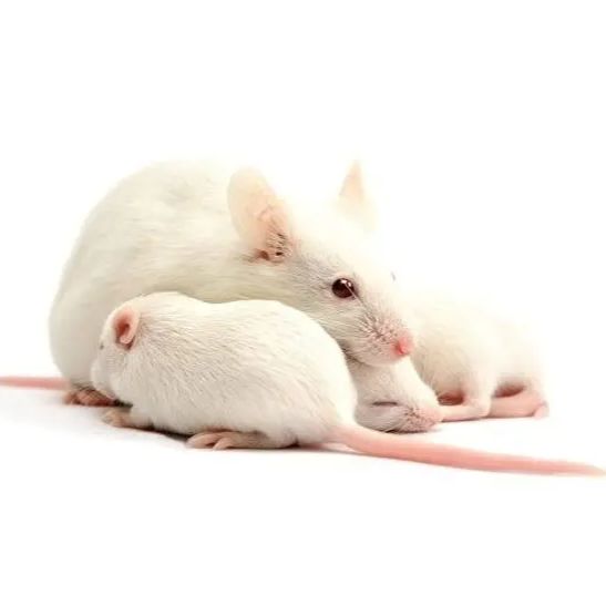 A53T小鼠 帕金森综合征小鼠 3-8w 雌/雄