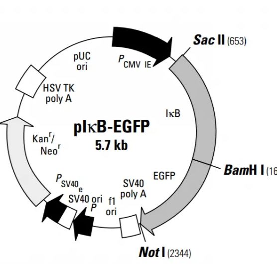 EGFP小鼠 增强绿色荧光蛋白小鼠 3-8w 雌/雄