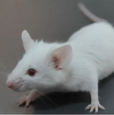 （B6）IL-10-KO小鼠 自发性结肠炎小鼠  3-8w雌/雄