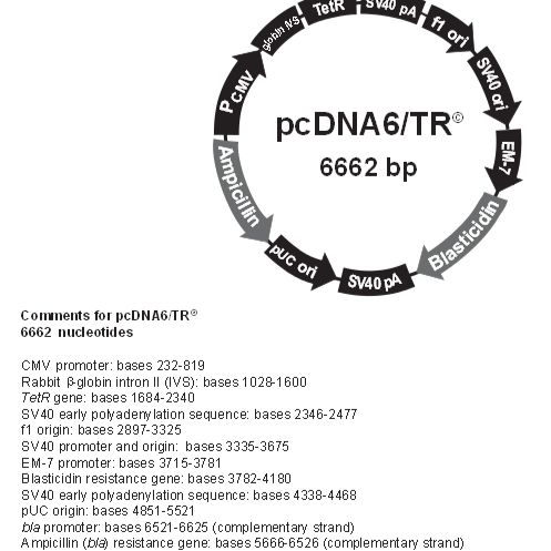 pcDNA6/TR