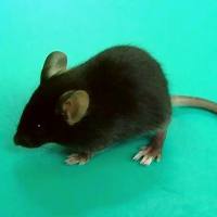 C57BL/6J小鼠    6-8w 雌/雄