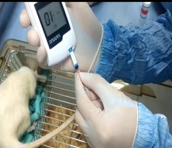 2型糖尿病心肌病(DCM)动物模型造模方法