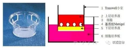 【技术分享】细胞侵袭必备技能-Transwell 实验