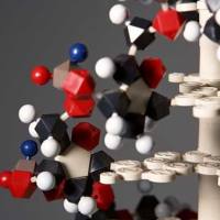 CAS：4611-05-6、98% by HPLC、NMR、耳蜗蛋白 A